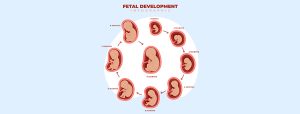 Fetal Weight Chart in Grams and Kg: A Complete Week-by-Week Guide