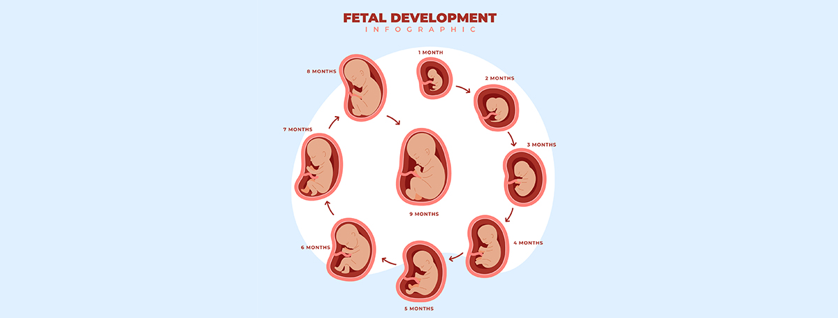 fetal weight