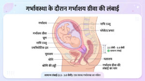 सर्विक्स की लंबाई और सामान्य डिलीवरी में इसकी भूमिका: जानिए हर ज़रूरी बात
